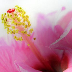 Nahaufnahme von Müller, Catrin - Flowerpower: eine rosafarbene Hibiskusblüte mit gelben, pollenbedeckten Staubgefäßen und rotem Stempel, vor einem sanft verschwommenen Hintergrund.