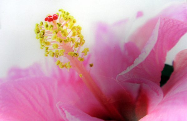 Nahaufnahme von Müller, Catrin - Flowerpower: eine rosafarbene Hibiskusblüte mit gelben, pollenbedeckten Staubgefäßen und rotem Stempel, vor einem sanft verschwommenen Hintergrund.