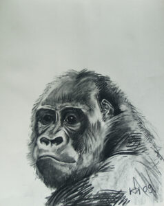 Kohlezeichnung des nach links blickenden Kopfes und der Schultern eines Gorillas mit detaillierten Gesichtszügen und Fellstruktur vor einem leeren Hintergrund. Die Signatur des Künstlers befindet sich in der rechten unteren Ecke.